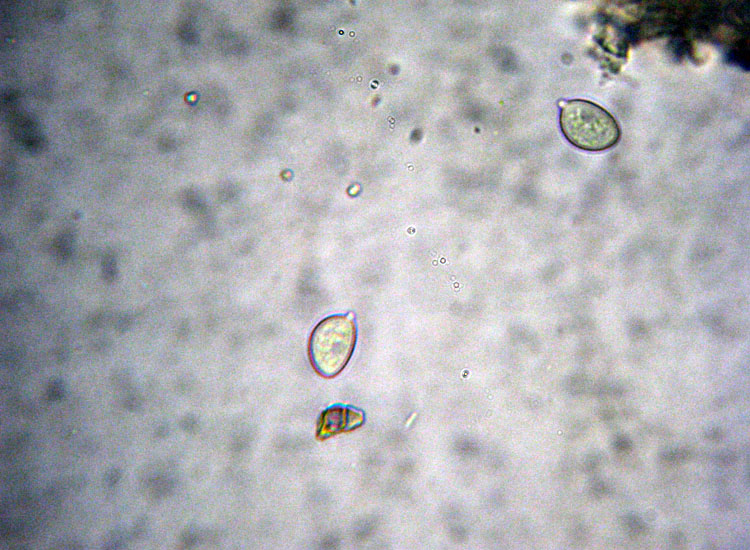 Forse � un ascomicete...(cfr. Lachnella sp.)